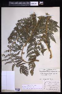 Polystichum braunii image