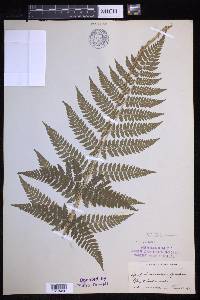 Dryopteris × triploidea image