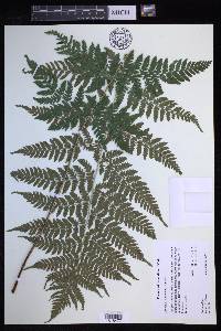 Dryopteris × triploidea image