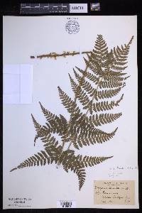 Dryopteris × triploidea image