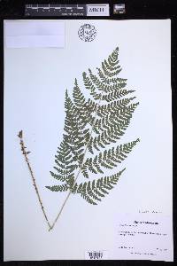 Dryopteris expansa image