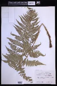 Dryopteris arguta image