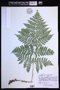 Dryopteris expansa image