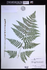 Dryopteris expansa image