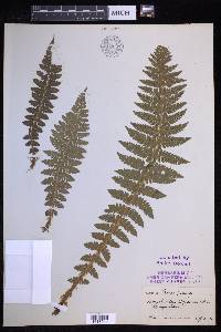 Polystichum braunii image