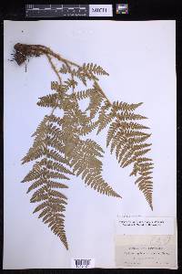 Dryopteris arguta image