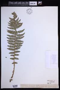 Polystichum braunii image