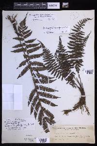 Coryphopteris pubirachis var. philippinensis image