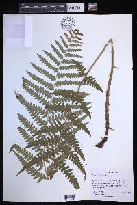 Dryopteris ludoviciana image