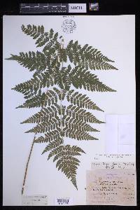 Dryopteris × triploidea image