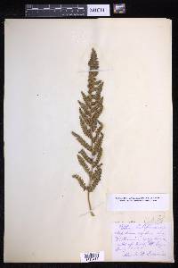 Dryopteris arguta image