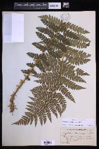 Polystichum braunii image