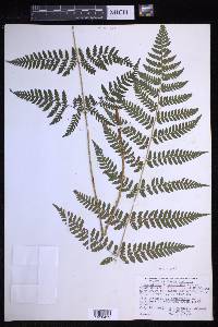 Dryopteris × triploidea image