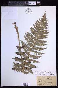 Polystichum braunii image