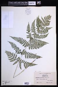 Dryopteris × triploidea image