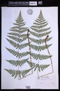 Dryopteris × triploidea image