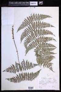 Dryopteris × triploidea image