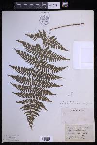 Dryopteris × triploidea image