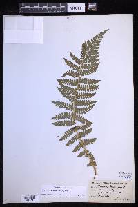 Polystichum braunii image