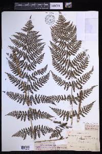 Dryopteris × triploidea image