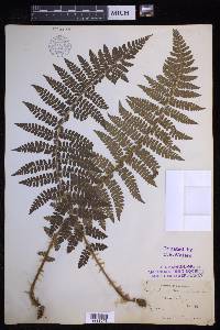 Polystichum braunii image