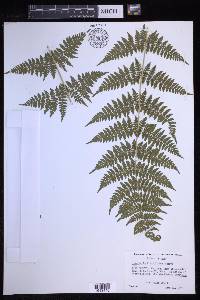 Dryopteris × triploidea image