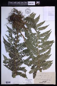 Polystichum braunii image