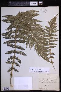 Polystichum braunii image