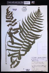 Coryphopteris hirsutipes image
