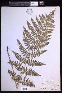 Dryopteris × triploidea image