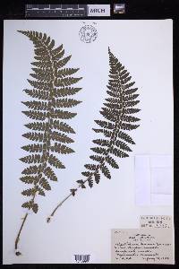 Polystichum braunii image