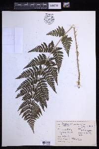 Dryopteris × triploidea image