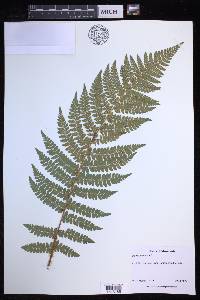 Polystichum braunii image