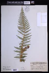 Polystichum andersonii image