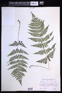 Dryopteris × triploidea image