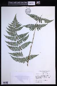 Dryopteris × triploidea image