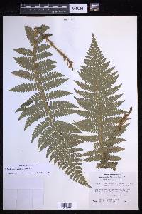 Polystichum braunii image