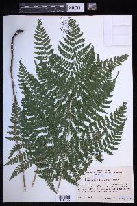 Dryopteris × triploidea image