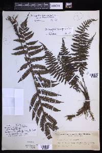 Coryphopteris squamipes image