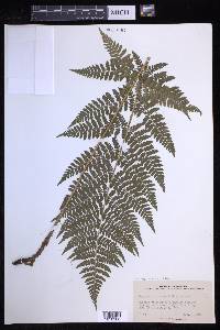 Dryopteris × triploidea image