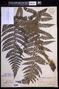 Polystichum braunii image