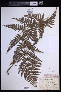 Dryopteris × triploidea image