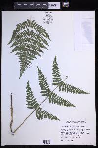 Dryopteris × triploidea image