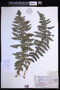 Polystichum braunii image