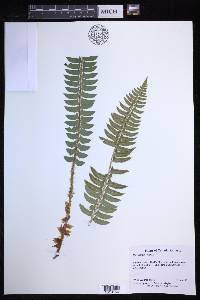 Polystichum lonchitis image