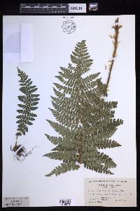 Polystichum braunii image