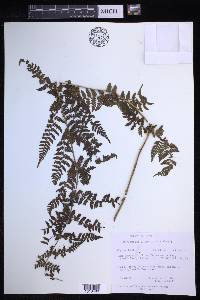 Dryopteris × triploidea image