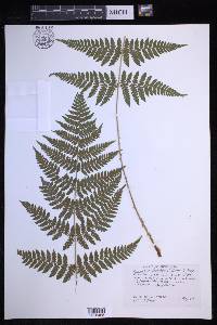 Dryopteris × triploidea image