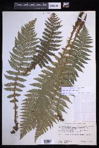 Polystichum braunii image