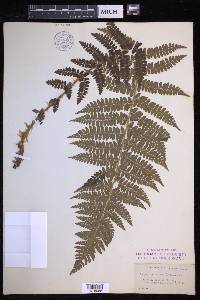 Polystichum braunii image